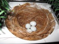 Indigo-Nest