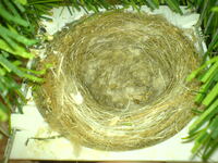 Bartzeisig Nest