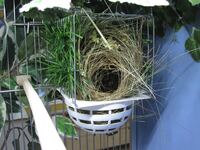Granat Nest